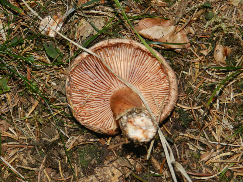 ritrovamento di fine settembre